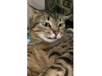 CECE, dolcissima micia, sogna una Famiglia! Adottala.