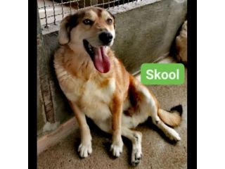 SKOOL SOCIEVOLE E TENERO CAGNOLINO IN ADOZIONE MERITA UNA VITA