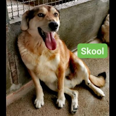 SKOOL SOCIEVOLE E TENERO CAGNOLINO IN ADOZIONE MERITA UNA VITA - Foto 4