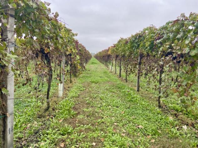 C025. TRA CARPI E CAMPOGALLIANO. TERRENO AGRICOLO USO VIGNETO PRODUTTIVO. - Foto 4