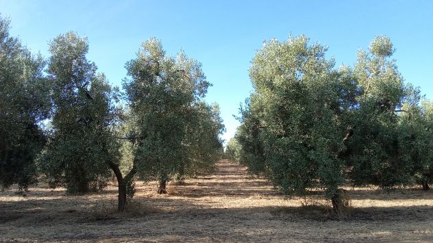 Ottimo oliveto a 5 km da Cerignola - Foto 7
