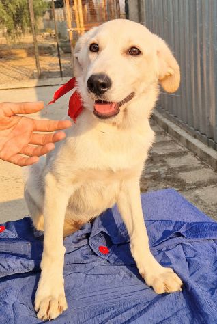 TEDDY,SALVIAMOLO DAL CANILE! - Foto 3