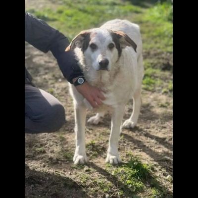 LA DOLCEZZA CHIAMATA NORMAN CANE IN ADOZIONE - Foto 4
