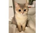 British shorthair varie colorazioni da rescue