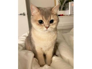 British shorthair varie colorazioni da rescue