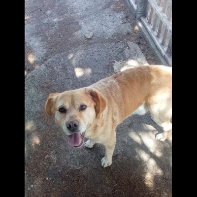 RED E MACNO CERCANO CASA, CANI IN ADOZIONE - Foto 4