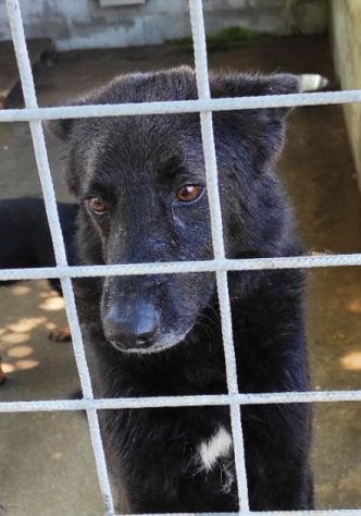 CAGNOLINO IN ADOZIONE: ALBERTO, piccolo lupetto. - Foto 3