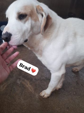 BRAD 3 ANNI TAGLIA GRANDE - Foto 3