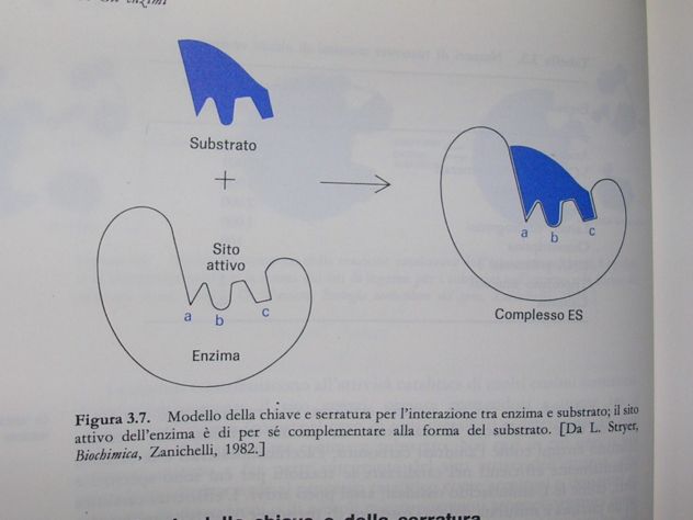 INTRODUZIONE ALLA BIOCHIMICA - Foto 8