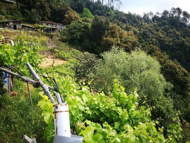 Rustico in vendita a Vernazza 30 mq Rif: 1043356