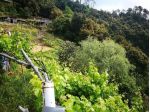 Rustico in vendita a Vernazza 30 mq  Rif: 1043356