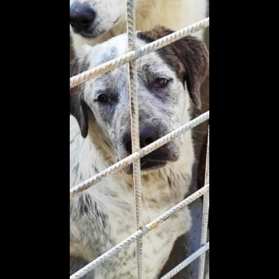 JAGO GIOCHERELLONE ED ALLEGRO CANE IN ADOZIONE - Foto 10