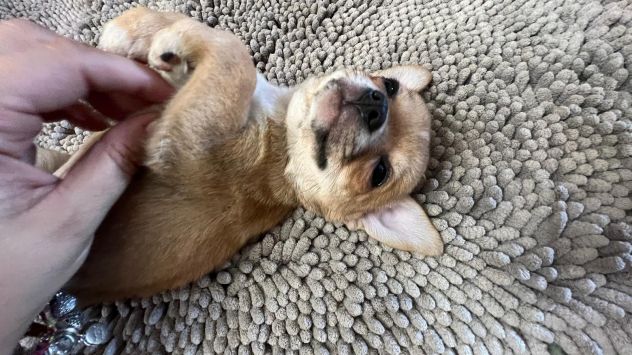 Chihuahua pelo corto bellissimi