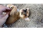 Chihuahua pelo corto bellissimi