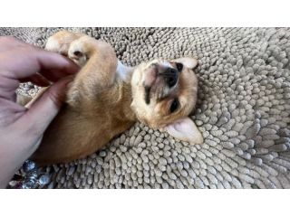 Chihuahua pelo corto bellissimi