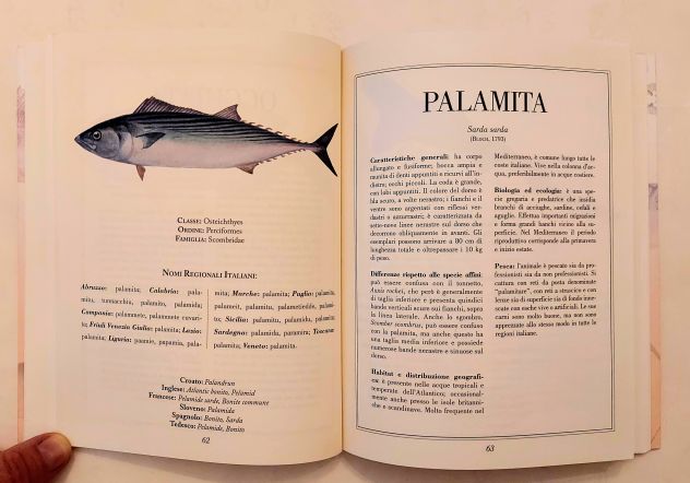Il pesce povero dell'Alto Adriatico ricchezza in cucina di Batte e Spoto Ed.Deba - Foto 4