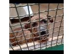 KARIN PICCOLA DELIZIOSA MAMMINA, CANE IN ADOZIONE