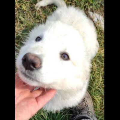 NINFA, meravigliosa tenerezza, cagnolina in adozione, tg media. - Foto 2