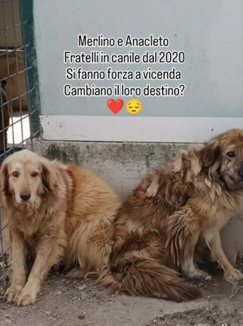 MERLINO E ANACLETO FRATELLI INSEPARABILI CANI IN ADOZIONE DI COPPIA - Foto 6