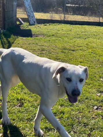 CANE IN ADOZIONE: MIKA aspetta la sua occasione. - Foto 6