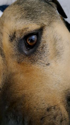 BOBBY ❤️🐾 - Foto 10