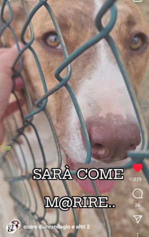 LO SGUARDO DI MACCHIA, GIOVANE CAGNOLINA IN ADOZIONE - Foto 3