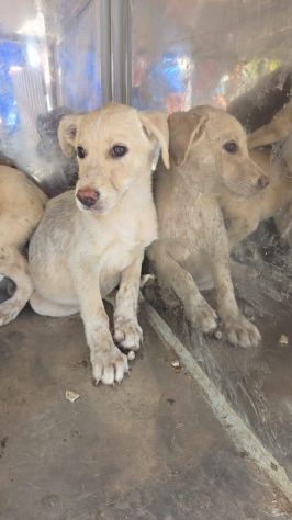 22 cuccioli da accasare!! SOS ABBANDONI SICILIA