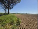 Seminativo in vendita a Castiglione della Pescaia