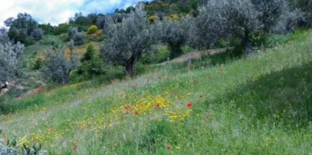 Immobile in asta di 10767 m² in vendita a Luzzi - Foto 5