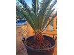 Cycas
