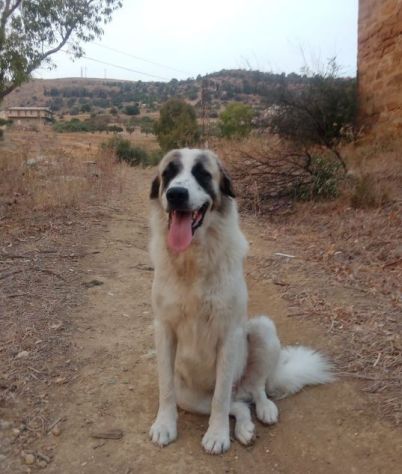 LUCA quanta solitudine!2anni - 40kg - Foto 2