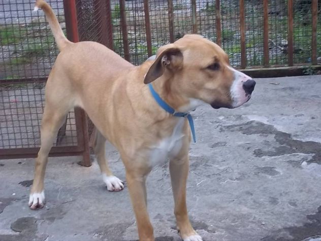 SANSONE, magnifico cagnolone - Foto 3