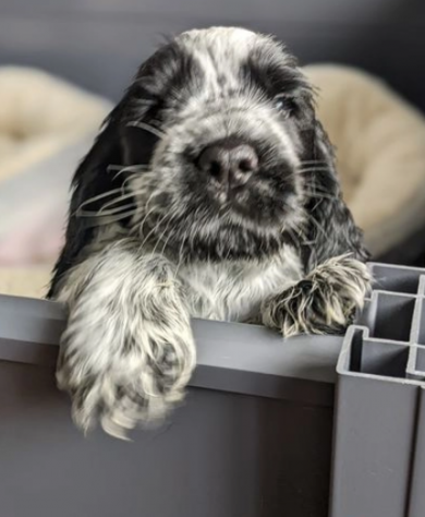 Bellissimi cuccioli di cocker spaniel