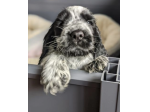 Bellissimi cuccioli di cocker spaniel