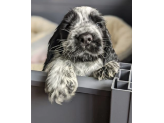 Bellissimi cuccioli di cocker spaniel