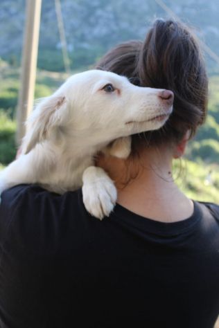 Molly, cucciola cerca famiglia - Foto 4