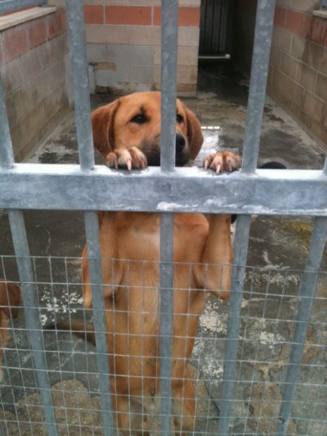 Cucciolone meraviglioso URGENTE - Foto 2