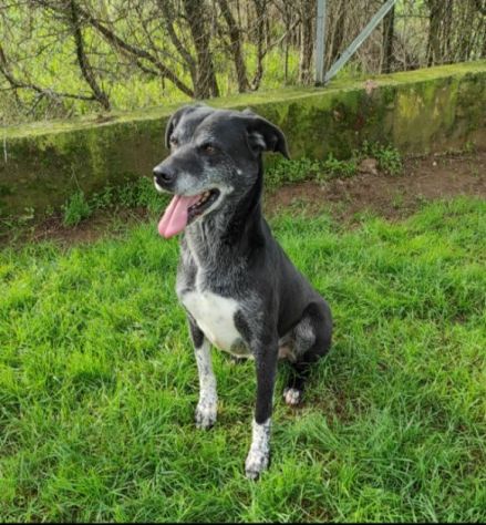 CANE IN ADOZIONE: ZEUS - Foto 7