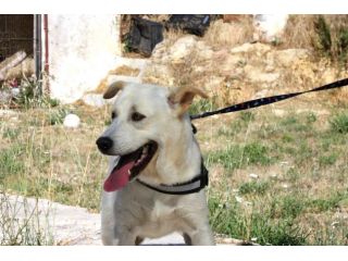 Il canile dovrebbe essere un luogo di passaggio, solo tu puoi salvarmi,adottami.