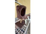 TITAGRAFFI per gatto