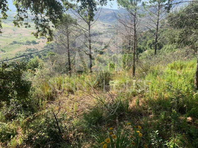 Terreno Agricolo con Magazzino in Vendita a 6 km da Cefalù - Foto 6