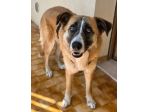 Ambra 4 anni Taglia grande