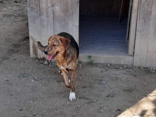 CAGNOLINI TALGIA MEDIO GRANDE IN REGALO - Foto 3