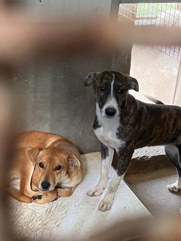 COCO, IGMA, JASMIN CUCCIOLE IN ADOZIONE - Foto 4