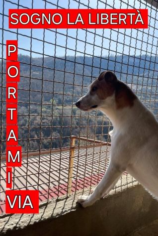 SIMBA IL SOGNO DI UNA FAMIGLIA CANE IN ADOZIONE 13 KG - Foto 3