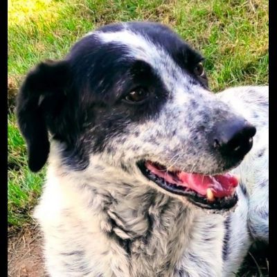 GENTILE E DISCRETO CAGNOLINO IN ADOZIONE - Foto 6