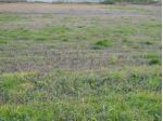 Buttapietra vendesi terreno industriale 6000 Mq, con altro agricolo 9.000 mq