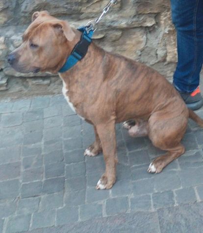 PITBULL, NEYMAR, 4 ANNI, RISCHIA LE PORTE DEL CANILE!! - Foto 3