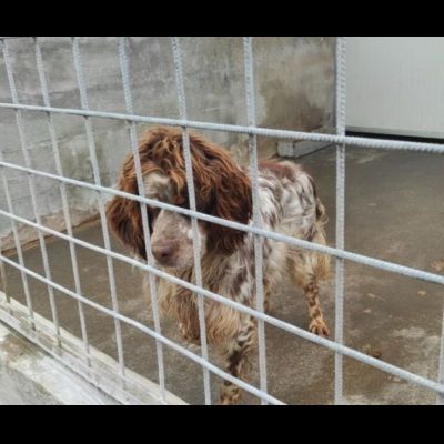 FRODO dolce e rassegnato, cagnolino in adozione, taglia medio piccola. - Foto 3