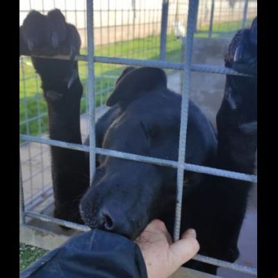 AARON EMPATICO E VITALE, CANE IN ADOZIONE. - Foto 5